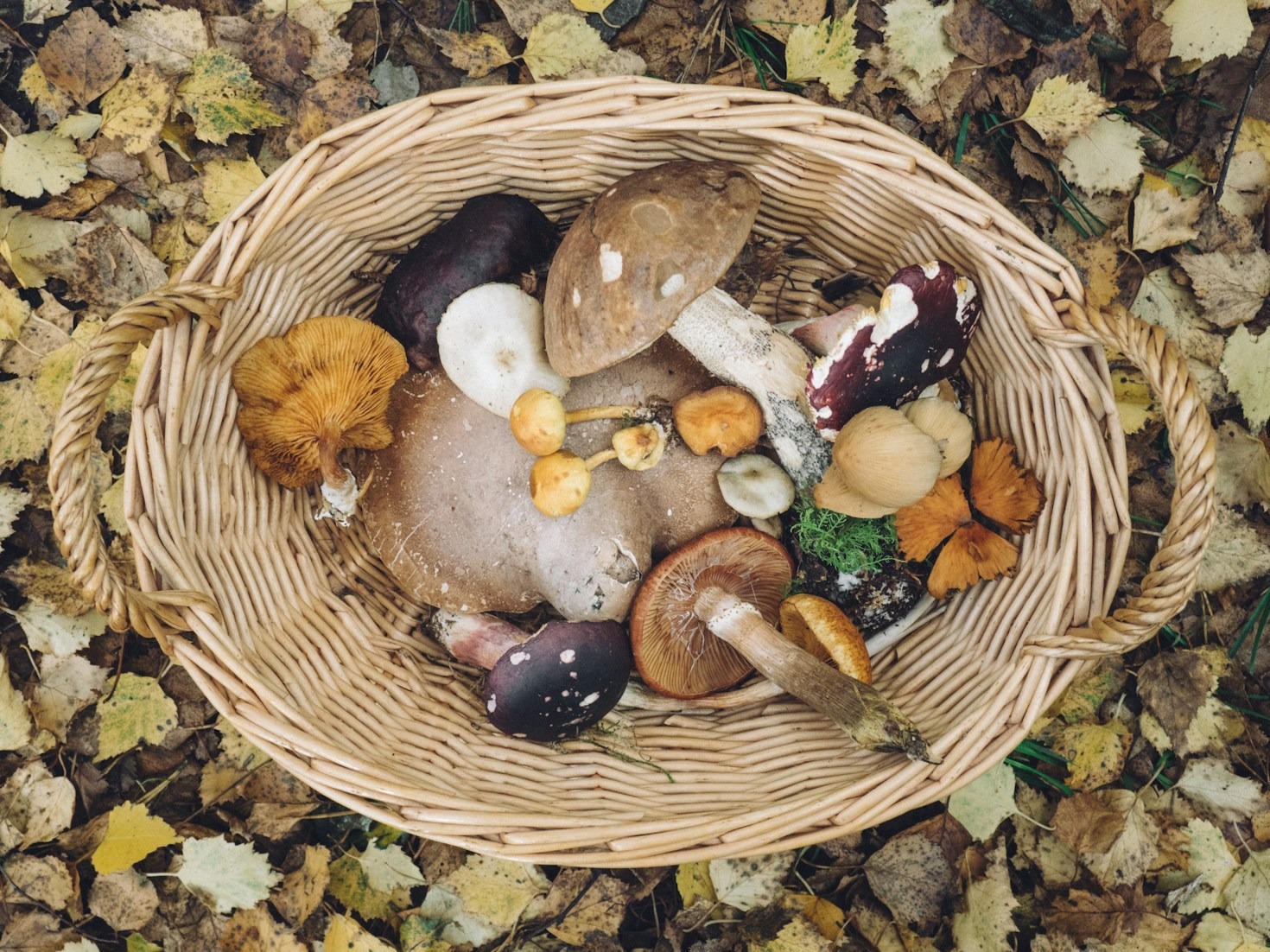 Crafting Culinary Magic with Local Mushrooms