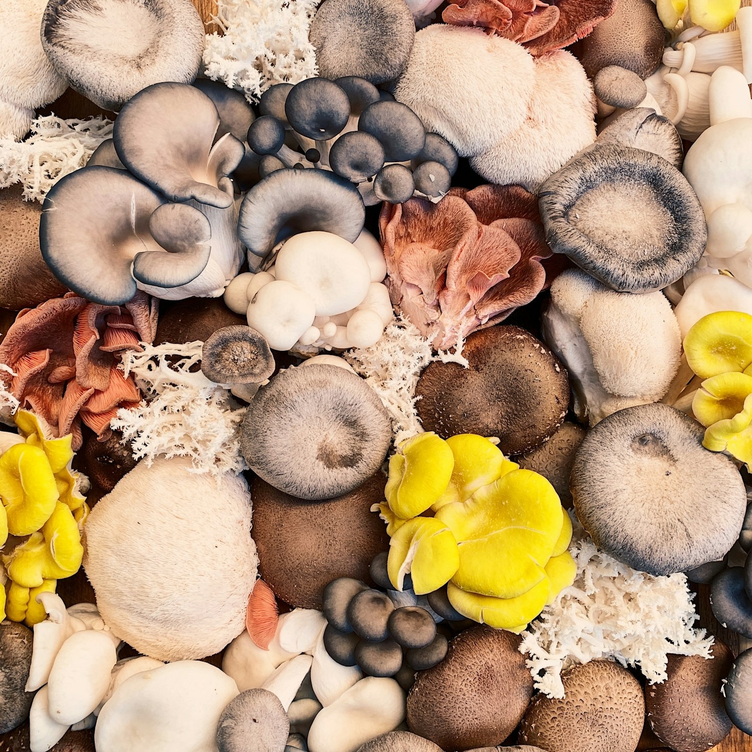How Gourmet Mushrooms Elevate High-End Cuisine