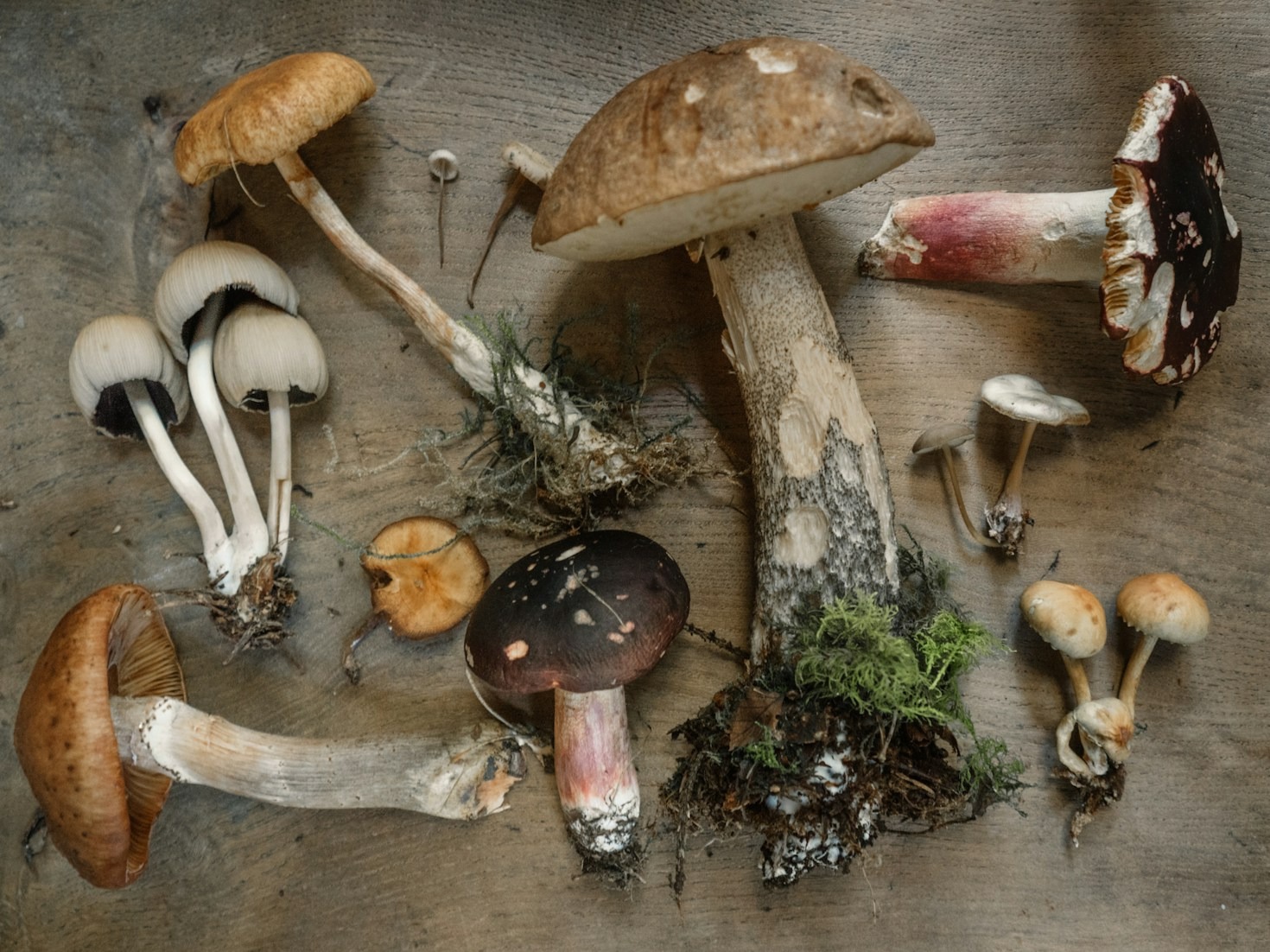 Inside the Journey: Growing Mushrooms in Sheffield