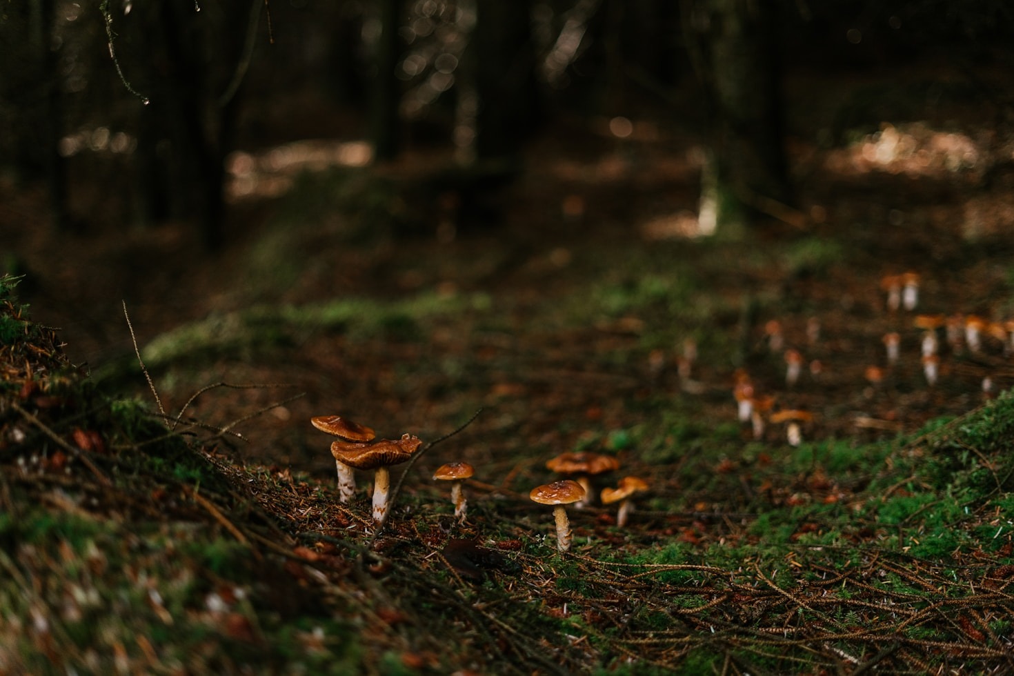 Kickstarter Dreams for Sheffield’s Mushroom Vision